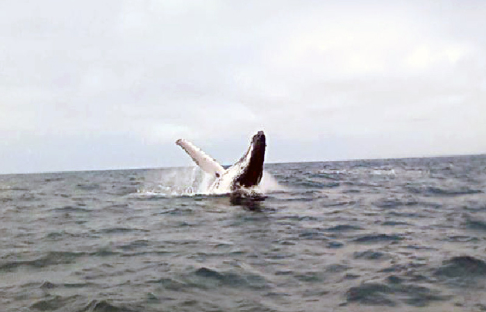 primer-avistamiento-de-ballenas-jorobadas-en-las-costas-de-santa-elena-ecuador221.com_.ec_ Primer avistamiento de ballenas jorobadas en las costas de Santa Elena