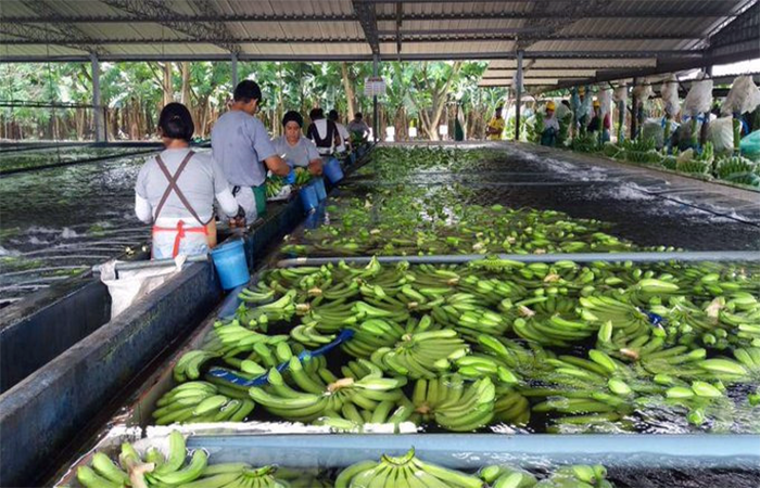 mag-instala-comite-interinstitucional-para-prevenir-ingreso-del-fusarium-raza-4-ecuador221.com_.ec_ MAG instala Comité interinstitucional para prevenir ingreso del Fusarium Raza 4