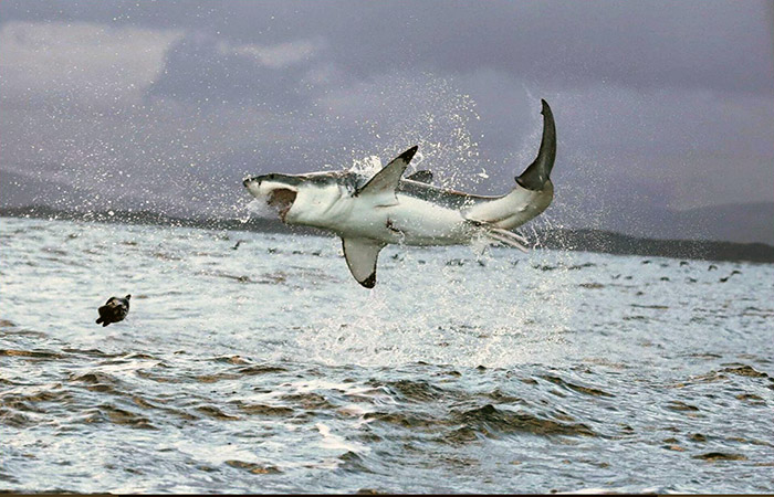un-tiburon-arranca-parte-de-la-pierna-de-un-parapentista-en-pleno-vuelo-ecuador221.com_.ec_ Un tiburón arranca parte de la pierna de un parapentista en pleno vuelo
