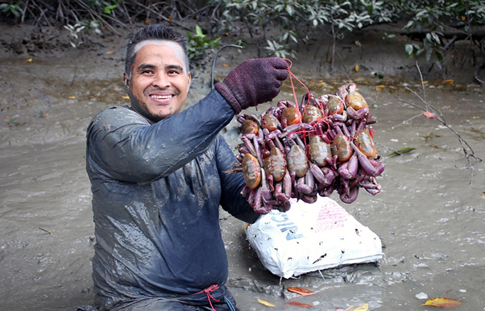 ecuador-celebrara-el-dia-del-cangrejero-ecuador221.com-2 Ecuador celebra el Día del Cangrejero