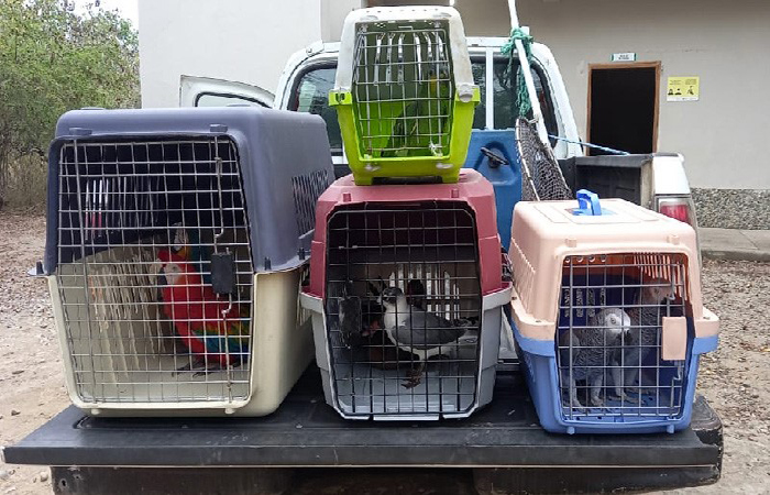 ocho-aves-de-distintas-especies-fueron-recuperadas-en-el-canton-arenillas-ecuador221.com_.ec_ Ocho aves de distintas especies fueron recuperadas en el cantón Arenillas