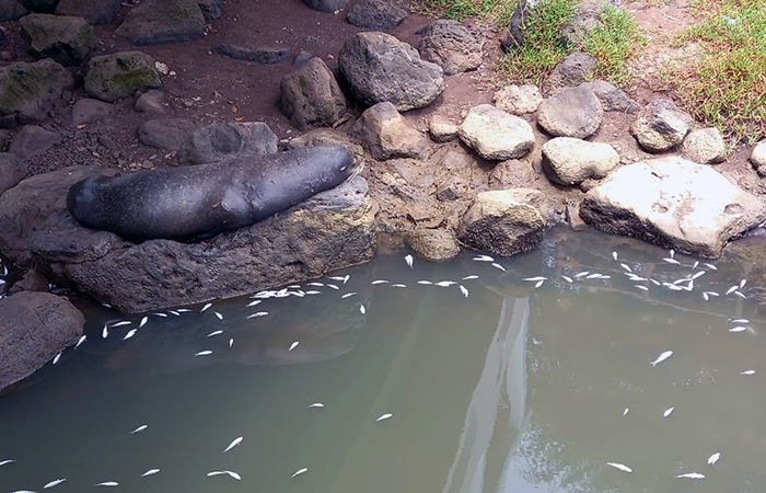 lobos-marinos-pelicanos-y-peces-afectados-por-contaminacion-en-san-cristobal-ecuador221.com_ Lobos marinos, pelicanos y peces afectados por contaminación en San Cristóbal