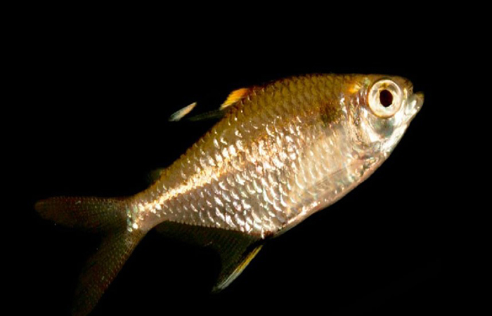 una-especie-de-sardina-fue-redescubierta-en-el-parque-yasuni-ecuador221.com_ Una especie de sardina fue redescubierta en el Parque Yasuní