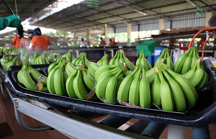 acorbanec-exportaciones-de-banano-cayeron-entre-enero-y-octubre-ecuador221.com_.ec_ Acorbanec: Exportaciones de banano cayeron entre enero y octubre