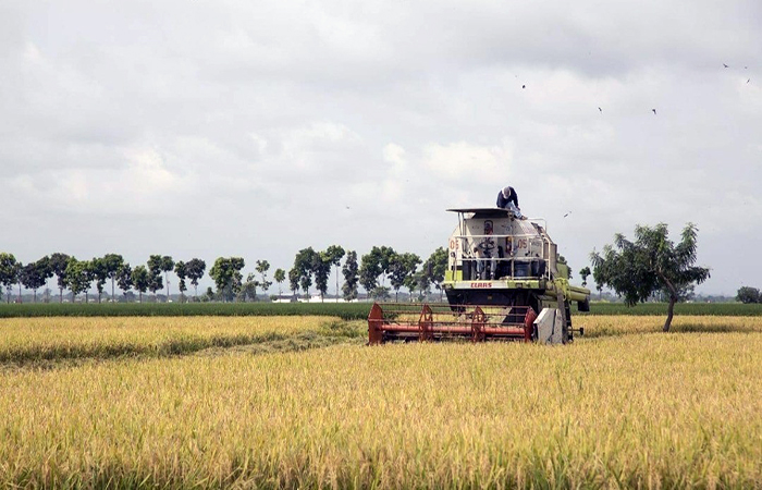 gobierno-hara-respetar-precio-minimo-de-sustentacion-del-arroz-ecuador221.com_ Gobierno hará respetar precio mínimo de sustentación del arroz