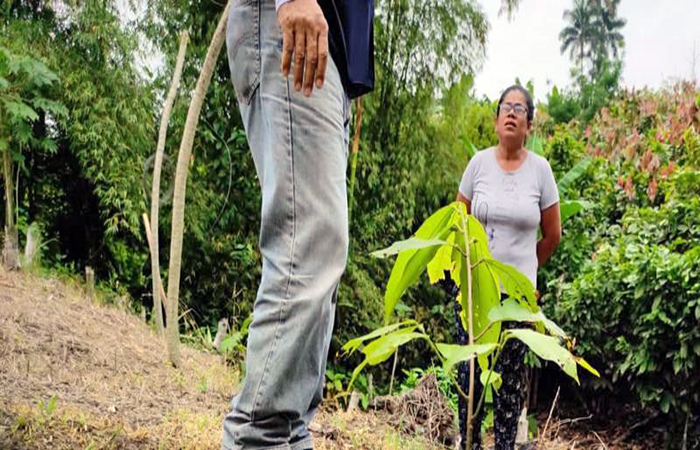 agricultores-de-los-rios-recibiran-600-mil-plantas-de-cacao-ecuador221.com_.ec_ Agricultores de Los Ríos recibirán 600 mil plantas de cacao