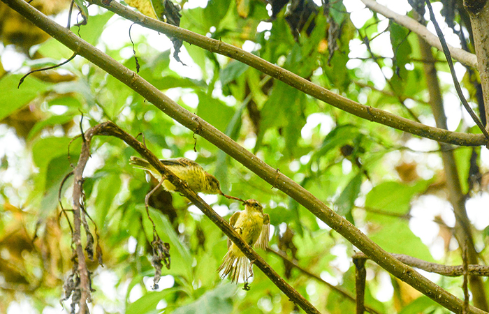 el-pequeno-papamoscas-bermellon-en-santa-cruz-suma-nuevos-individuos-ecuador221.com_.ec_ El pequeño papamoscas bermellón en Santa Cruz suma nuevos individuos