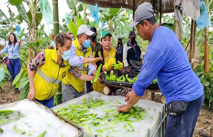 el-platano-harton-su-cosecha-va-a-europa-desde-los-rios-ecuador221.com_.ec_ El plátano hartón, su cosecha va a Europa desde Los Ríos