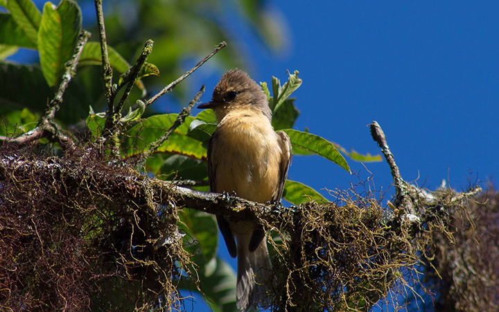 galapagos-se-prepara-para-el-conteo-de-aves-de-navidad-ecuador221.com_.ec_ Galápagos se prepara para el Conteo de Aves de Navidad