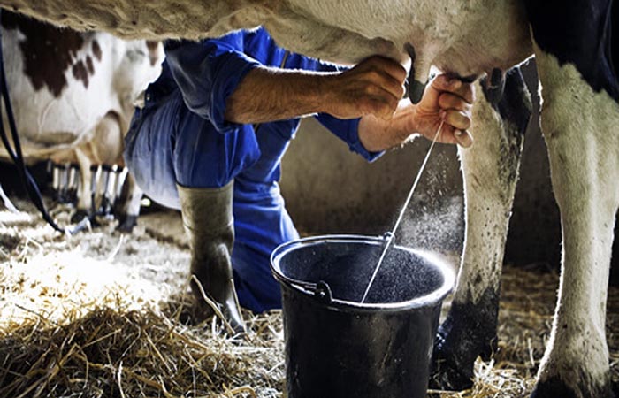 aprueban-informe-para-primer-debate-de-ley-que-fomenta-la-produccion-de-leche-ecuador221.com_.ec_ Aprueban informe para primer debate de Ley que fomenta la producción de leche
