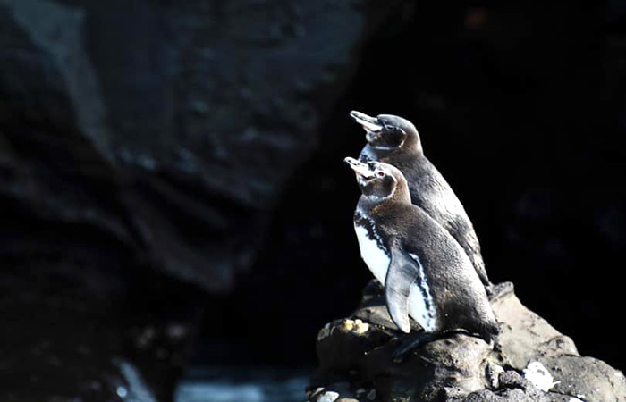 censo-de-pinguinos-revela-aumento-de-la-poblacion-ecuador221.com_.ec_ Censo de pingüinos revela aumento de la población