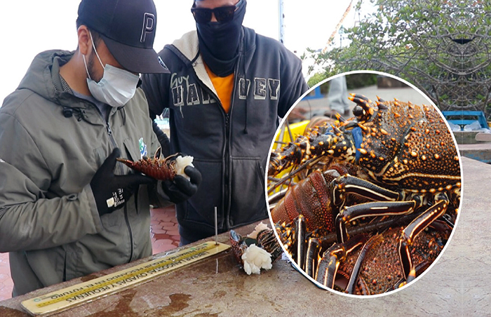 finalizo-la-pesqueria-de-langosta-espinosa-en-galapagos-ecuador221.com_.ec_ Finalizó la pesquería de langosta espinosa en Galápagos
