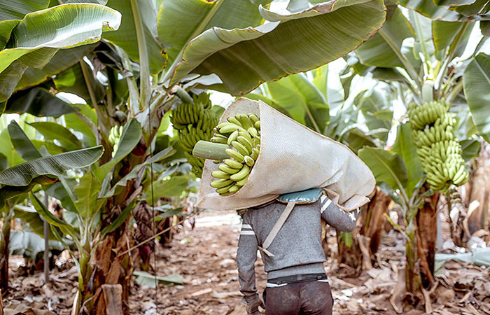 productores-bananeros-perdieron-600-millones-por-bajos-precios-ecuador221.com_.ec- Productores bananeros perdieron US 600 millones por bajos precios
