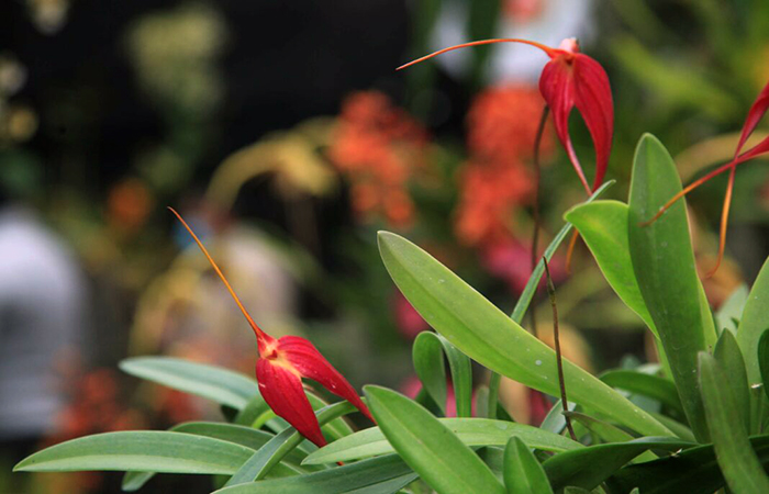 canar-abre-una-exposicion-con-500-especies-de-orquideas-ecuador221.com_.ec_ Cañar abre una exposición con 500 especies de orquídeas