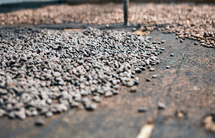 ecuador-exporto-cacao-producido-de-manera-sostenible-y-libre-de-deforestacion-ecuador221.com_.ec_ Ecuador exportó cacao producido de manera sostenible y libre de deforestación