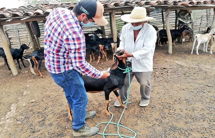 mag-entrega-alimentos-para-el-ganado-a-productores-de-zapotillo-ecuador221.com_.ec_ MAG entrega alimentos para el ganado a productores de Zapotillo