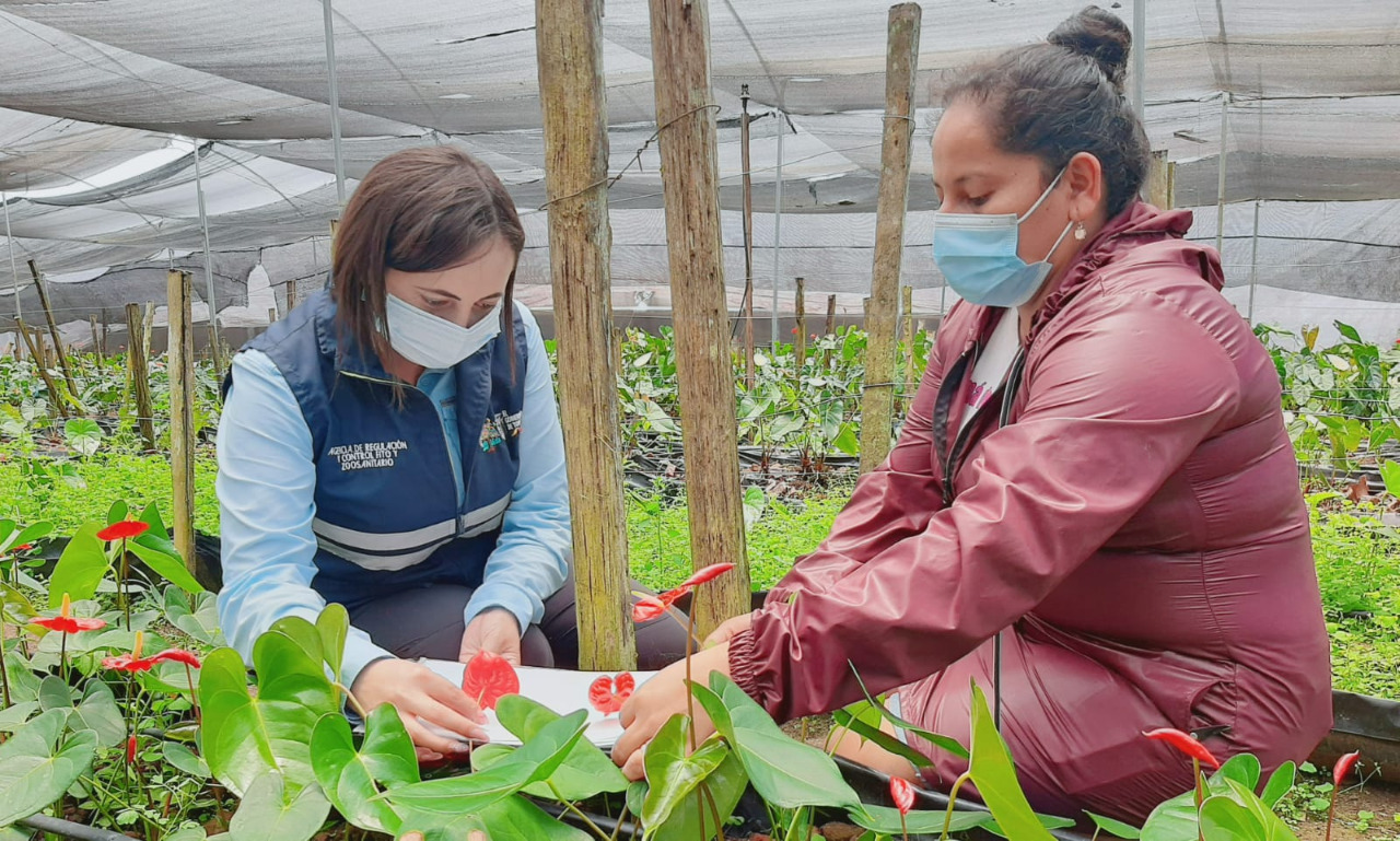 ocho-millones-de-flores-ecuatorianas-fueron-a-mas-de-100-destinos-mundiales-ecuador221.com_.ec_ Ocho millones de flores ecuatorianas fueron a más de 100 destinos mundiales
