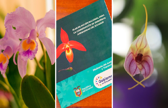 ambiente-presento-su-plan-nacional-para-conservar-orquideas-ecuador221.com_.ec_ Ambiente presentó su plan nacional para conservar orquídeas