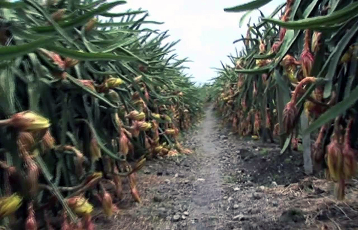 ecuador 221 la-pitahaya-busca-llegar-a-mas-mercados-internacionales-ecuador221.com_.ec_ La pitahaya busca llegar a más mercados internacionales