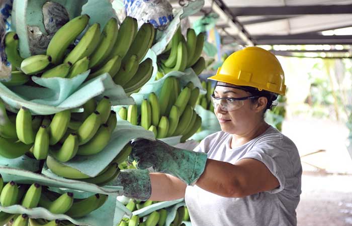 ministerio-de-agricultura-y-ganaderia-combatira-dumping-bananero-ecuador221.com_.ec_ Ministerio de Agricultura y Ganadería combatirá dumping bananero