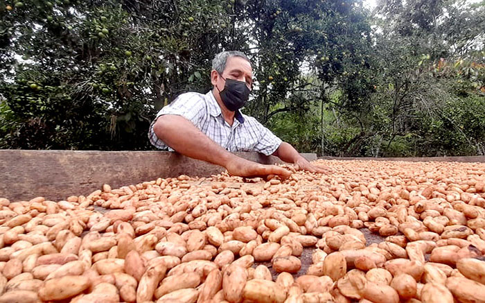 parque-mundial-del-cacao-en-chone-impulsara-la-economia-y-el-turismo-ecuador221.com_.ec_ Parque Mundial del Cacao en Chone impulsará la economía y el turismo