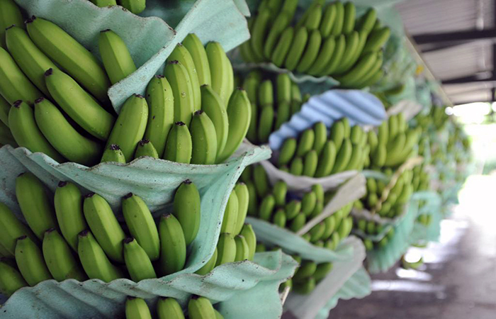 concluyo-paro-sector-bananero-ecuador221.com_.ec_ Concluyó paro del sector bananero