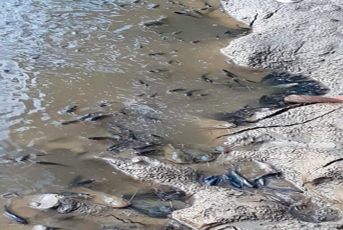en-babahoyo-vinces-y-salitre-aparecieron-peces-muertos-en-los-rios-ecuador221.com_.ec_ En Babahoyo, Vinces y Salitre, aparecieron peces muertos en los ríos