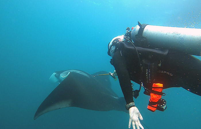 en-galapagos-se-fortalece-la-investigacion-sobre-mantarrayas-ecuador221.com_.ec_ En Galápagos se fortalece la investigación sobre mantarrayas