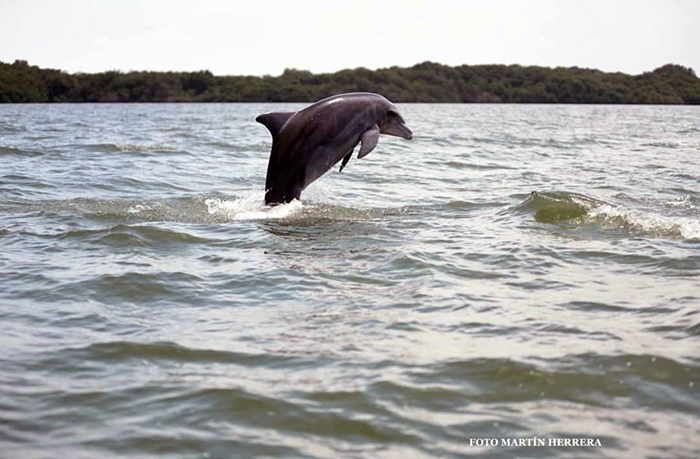 guayaquil-articula-acciones-para-proteger-a-los-delfines-del-golfo-ecuador221.com_.ec_ Guayaquil articula acciones para proteger a los delfines del Golfo