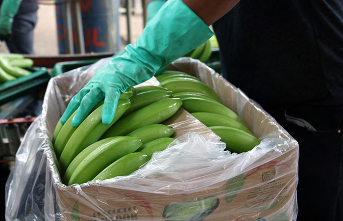 los-bananeros-protestan-y-el-mag-gestiona-mejores-precios-de-la-caja-ecuador221.com_.ec_ Los bananeros protestan y el MAG gestiona mejores precios de la caja