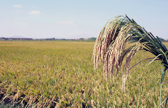 mag-fija-el-precio-minimo-de-sustentacion-para-la-saca-de-arroz-en-cascara-ecuador221.com_.ec_ MAG fija el precio mínimo de sustentación para la saca de arroz en cáscara