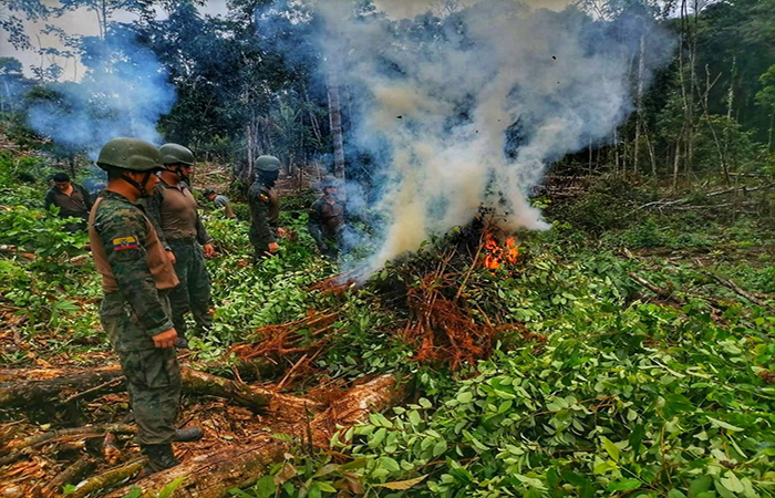 militares-destruyen-sembrio-de-cocaina-en-sucumbios-ecuador221.com_.ec_ Militares destruyen sembrío de cocaína en Sucumbíos