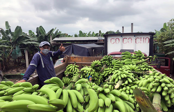 pequenos-bananeros-del-pais-retoman-sus-protestas-en-demanda-de-atencion-oficial-ecuador221.com_.ec_ Pequeños bananeros del país retoman sus protestas en demanda de atención oficial