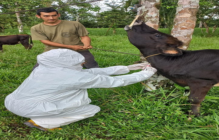 agrocalidad-realiza-muestreo-de-bovinos-en-la-zona-norte-del-pais-ecuador221.com_.ec_ Agrocalidad realiza muestreo de bovinos en la zona norte del país