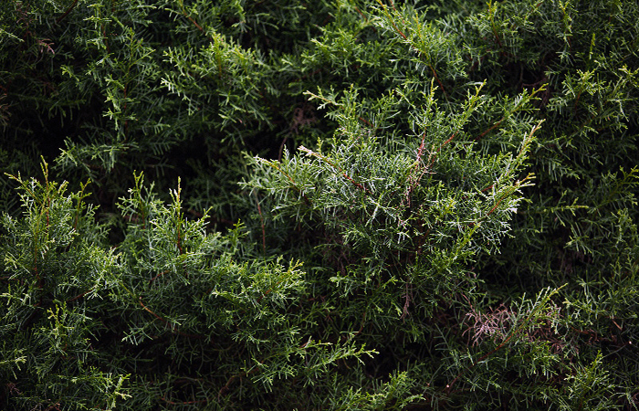 ecuador 221 estudio-reporta-una-lista-preliminar-de-677-especies-de-plantas-introducidas-en-ecuador-ecuador221.com_.ec_ Estudio reporta una lista preliminar de 677 especies de plantas introducidas en Ecuador