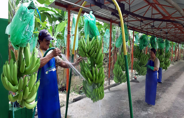 gobierno-subvencionara-a-4000-pequenos-productores-de-banano-ecuador221.com_.ec- Gobierno subvencionará a 4000 pequeños productores de banano