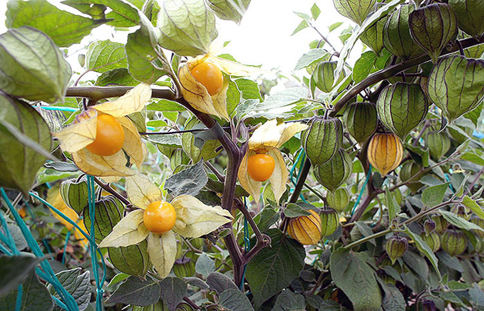 productores-de-biblian-elaboran-mermeladas-con-frutas-ancestrales-ecuador2121.com_.ec_ Productores de Biblián elaboran mermeladas con frutas ancestrales