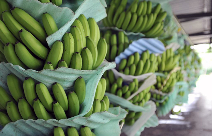 ecuador 221 reunion-entre-productores-bananeros-y-gobierno-se-retoma-este-lunes-ecuador221.com_.ec_ Reunión entre productores bananeros y Gobierno se retoma hoy lunes