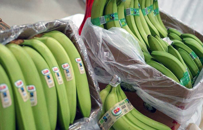 sancionaran-a-4-exportadoras-de-banano-por-incumplir-resolucion-ministerial-ecuador221.com_.ec_ Sancionarán a 4 exportadoras de banano por incumplir resolución ministerial