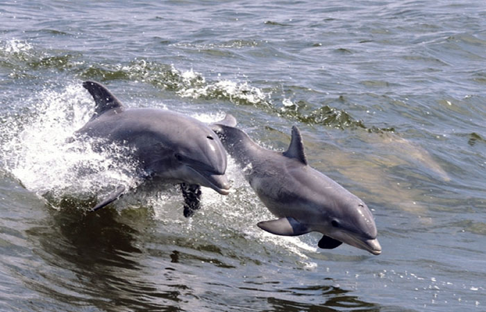 direccion-de-ambiente-y-preservacion-de-aeas-verdes-firma-convenio-con-wwf-ecuador221.com_.ec_ <a>Dirección de Ambiente y Preservación de Áreas Verdes firma convenio con WWF</a>