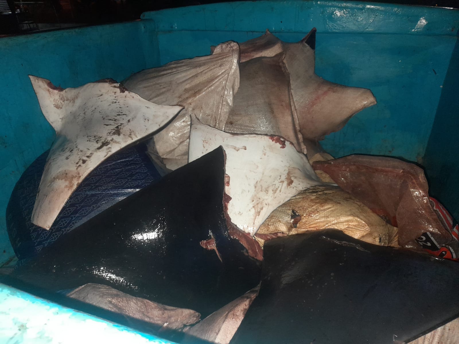 en-anconcito-retuvieron-600-kilogramos-de-alas-de-mantarrayas-ecuador221.com_.ec_ En Anconcito retuvieron 600 kilogramos de alas de Mantarrayas