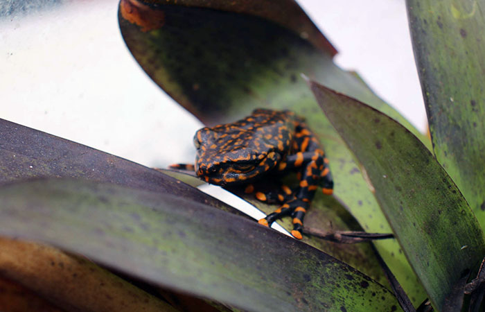 presentan-una-nueva-especie-de-rana-que-habita-en-bosques-humedos-de-ecuador-ecuador221.com_.ec_ Presentan una nueva especie de rana que habita en bosques húmedos de Ecuador