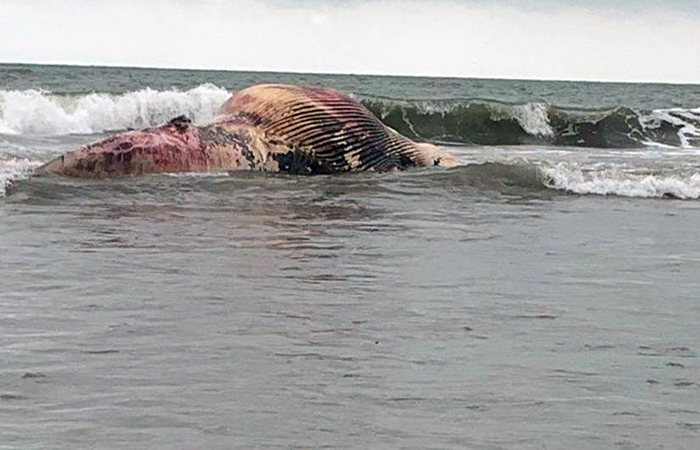 aparece-una-ballena-muerta-en-la-orilla-de-general-villamil-playas-ecuador221.com_.ec_ Aparece una ballena muerta en la orilla de General Villamil Playas