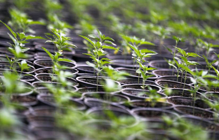 ecuador 221 cannandes-exporta-por-primera-vez-cannabis-a-suiza-ecuador221.com_.ec_ CannAndes exporta por primera vez cannabis a Suiza