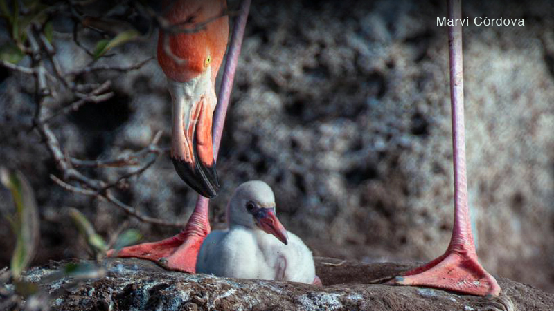 flamingos-vuelven-a-la-isla-rabida-en-galapagos-20-anos-despues-ecuador221.com_.ec_ Flamingos vuelven a la isla Rábida en Galápagos 20 años después