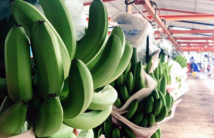 mag-evalua-a-56-exportadoras-de-banano-por-incumplimiento-de-pago-ecuador221.com_.ec_ MAG evalúa a 56 exportadoras de banano por incumplimiento de pago