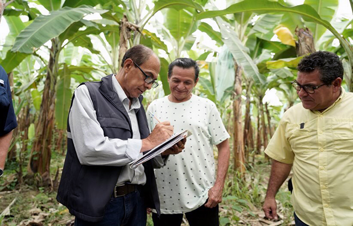 productores-bananeros-se-benefician-con-subvenciones-economicas-ecuador221.com_.ec_ Productores bananeros se benefician con subvenciones económicas