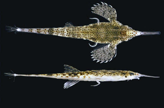 biologos-descubren-una-nueva-especie-de-pez-en-china-ecuador221.com_.ec_ Biólogos descubren una nueva especie de pez en China