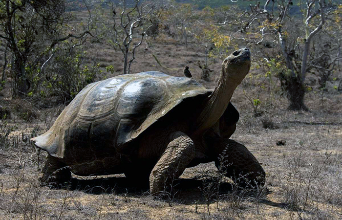 fiscalia-abrio-investigacion-por-caza-y-faenamiento-de-tortugas-en-galapagos-ecuador221.com_.ec_ Fiscalía abrió investigación por caza y faenamiento de tortugas en Galápagos