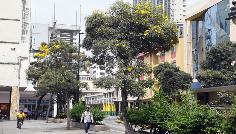 florecen-en-guayaquil-los-arboles-de-guayacan-ecuador221.com_.ec- Florecen en Guayaquil los árboles de guayacán